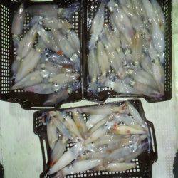 尾鷲でイカメタル