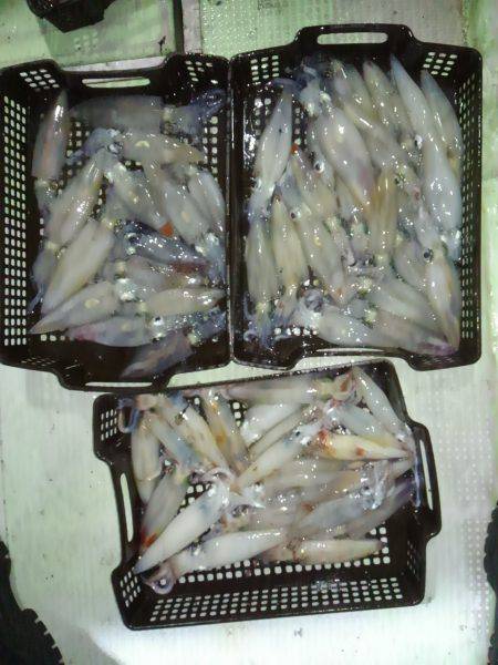 尾鷲でイカメタル