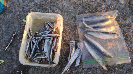 かろうじて一本・・・