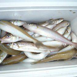 二見人工島で落ちギス爆釣