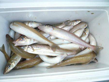 二見人工島で落ちギス爆釣