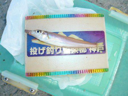 激渋の都志漁港で、まずまずの釣果でした