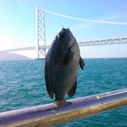 メジナ3枚ゲット!