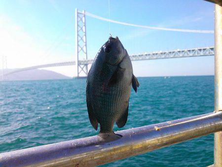 メジナ3枚ゲット!