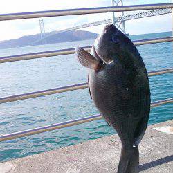 メジナ27cmゲット!