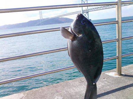 メジナ27cmゲット!