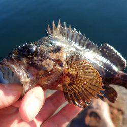 アジング絶好調！