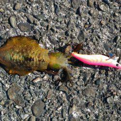 本命には出会えず