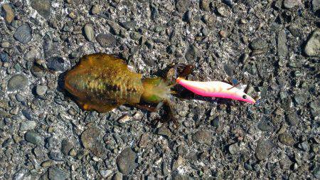 本命には出会えず