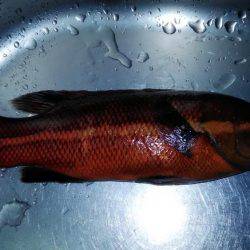 カワハギが釣りたくて