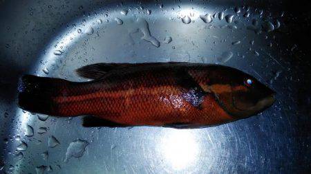 カワハギが釣りたくて