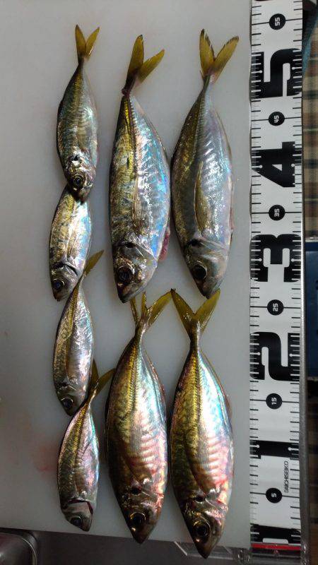 初の神戸沖堤で大アジゲット！