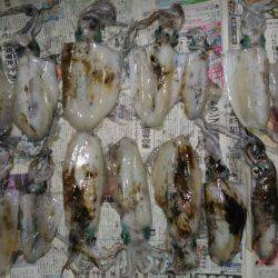 ヤエンでアオリイカ