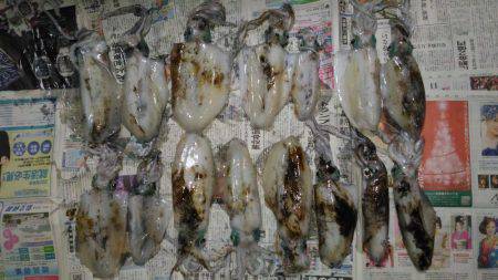 ヤエンでアオリイカ