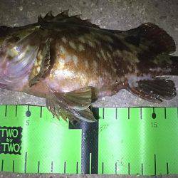 アジ サバ キビレ ガシラ