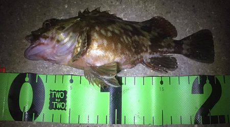 アジ サバ キビレ ガシラ