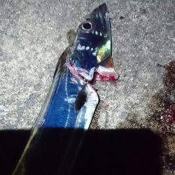 やっぱり…青物撃沈