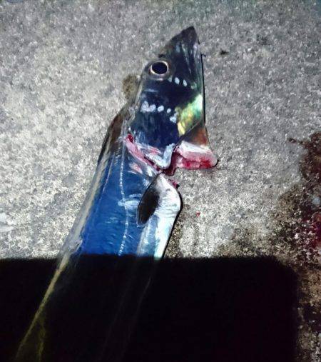 やっぱり…青物撃沈