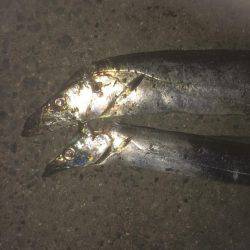 爆風の中なんとか2匹