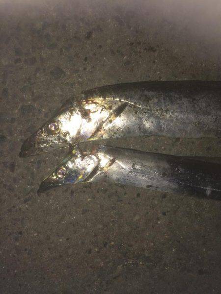 爆風の中なんとか2匹