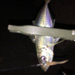 ワインドのちアジング