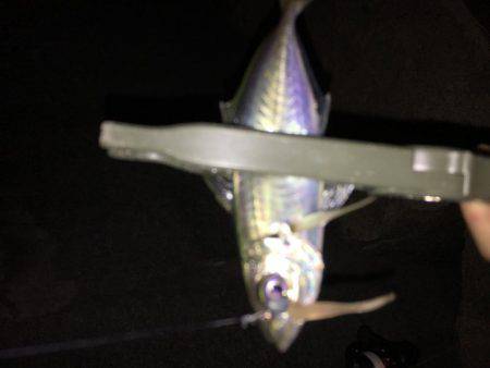 ワインドのちアジング