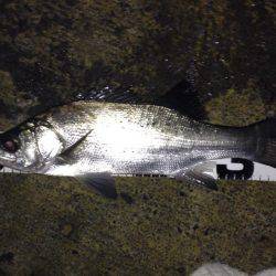 連夜のセイゴ遊び