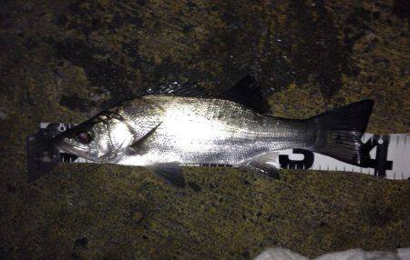 連夜のセイゴ遊び