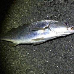 アジング中、イシモチが!!!