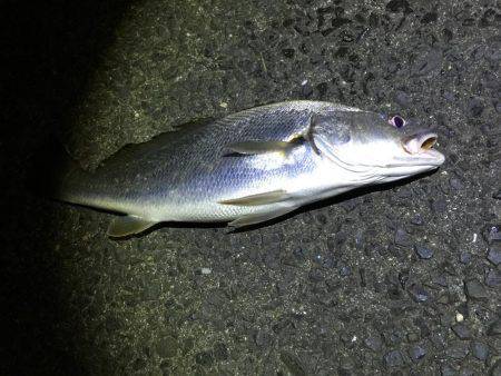 アジング中、イシモチが!!!