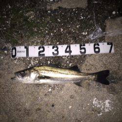 メバリングでシーバス！