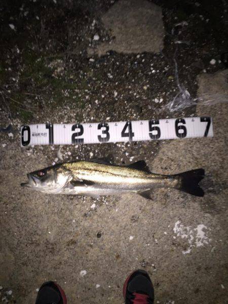 メバリングでシーバス！