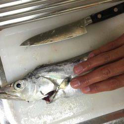 タチウオ高活性