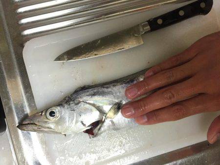 タチウオ高活性