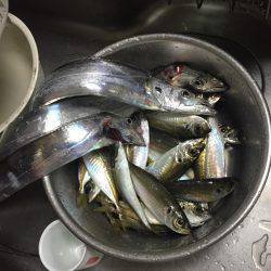 サビキでアジのちワインドでタチウオ