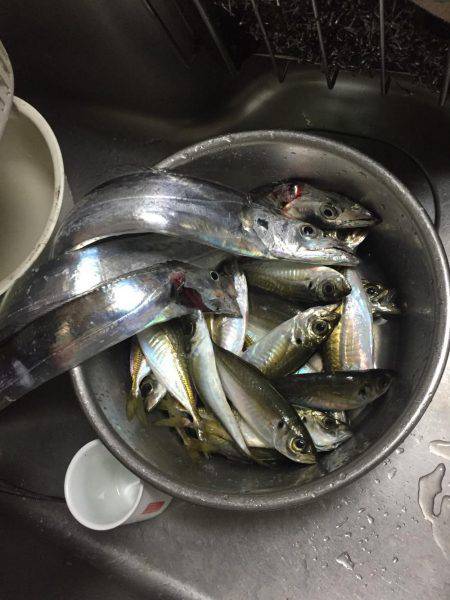 サビキでアジのちワインドでタチウオ