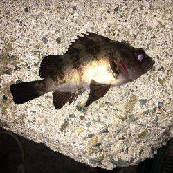 アジング→メバリング