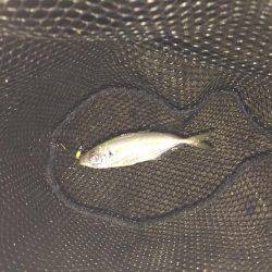 ナイトアジング♪