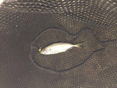 ナイトアジング♪