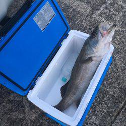 久しぶりにGET！