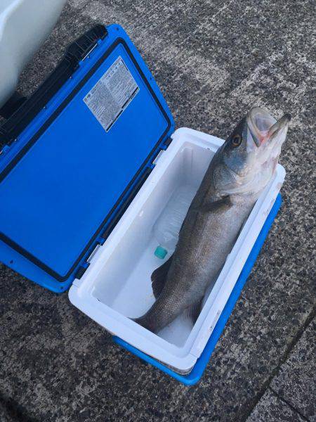 久しぶりにGET！