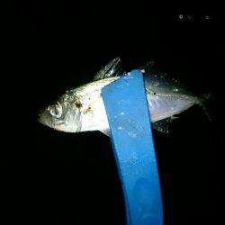 エギングからのメバリング