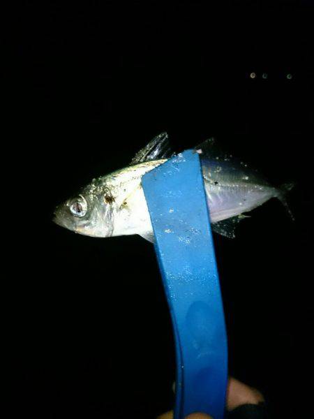 エギングからのメバリング