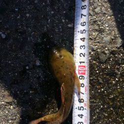 初めてフッコが釣れた