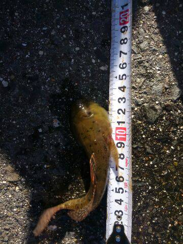 初めてフッコが釣れた