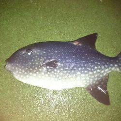 雨を覚悟の上でメバリング