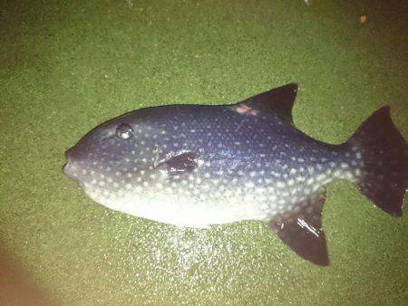 雨を覚悟の上でメバリング