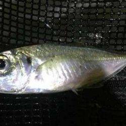 明暗の境目だけでバイトが連発