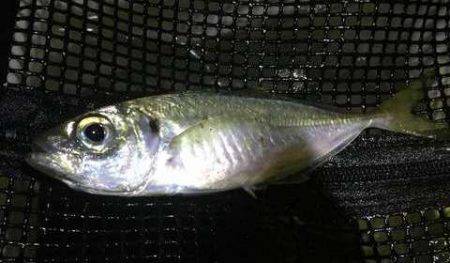 明暗の境目だけでバイトが連発