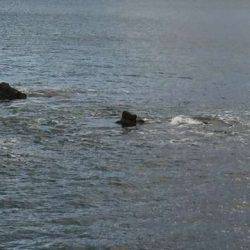 爆風メバリング